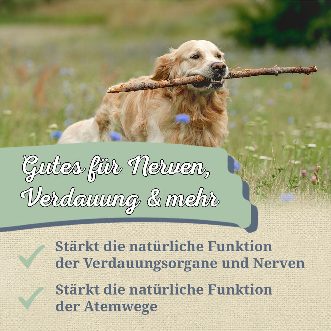 let at blive såret Afstem Husk Basilikum für Hunde
