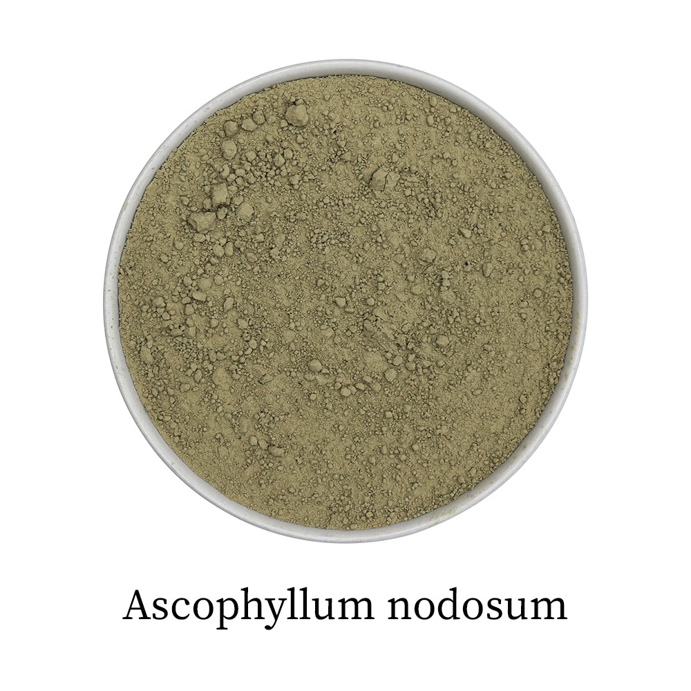 Krauterie Frühlings Set für Hunde, Ascophyllum nodosum