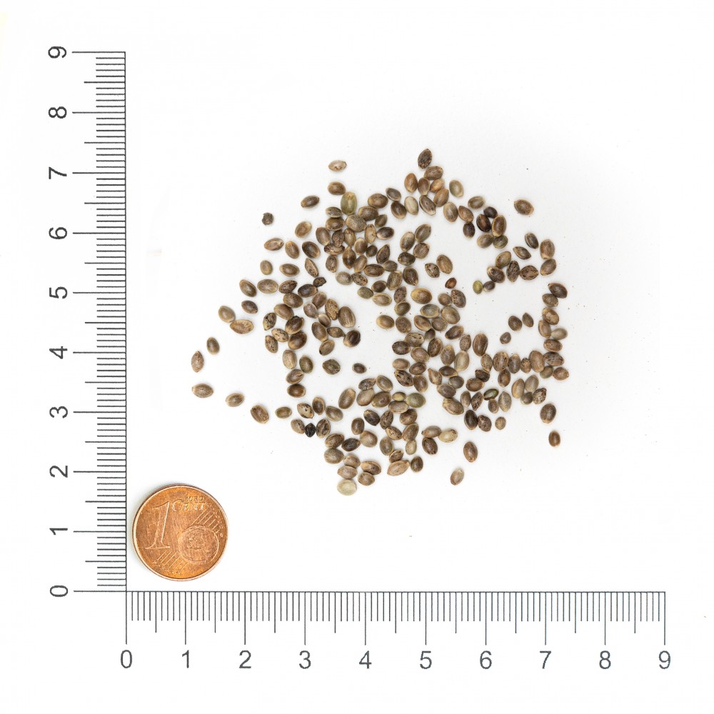 Krauterie ungeschälte Hanf Samen für Hunde, Detailaufnahme mit Maßstab